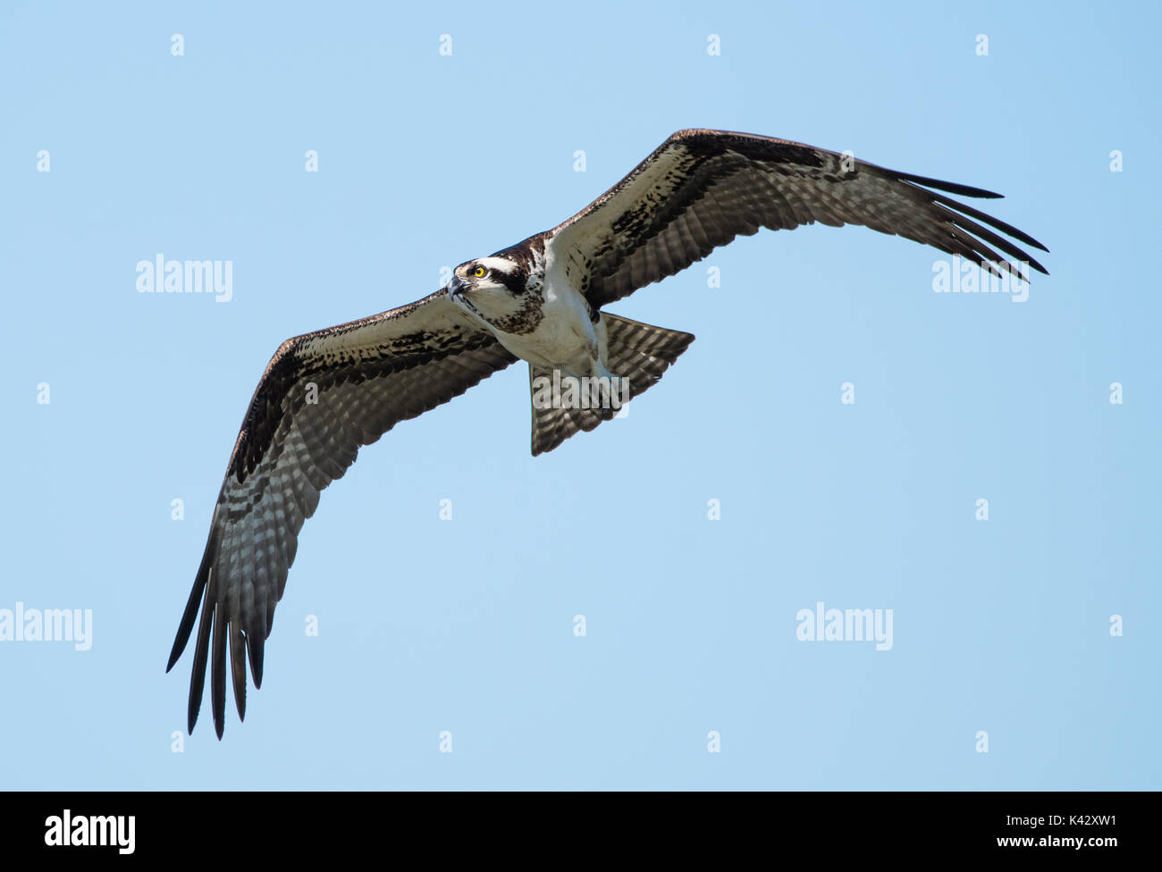 Osprey im Flug (Wild) Stockfoto