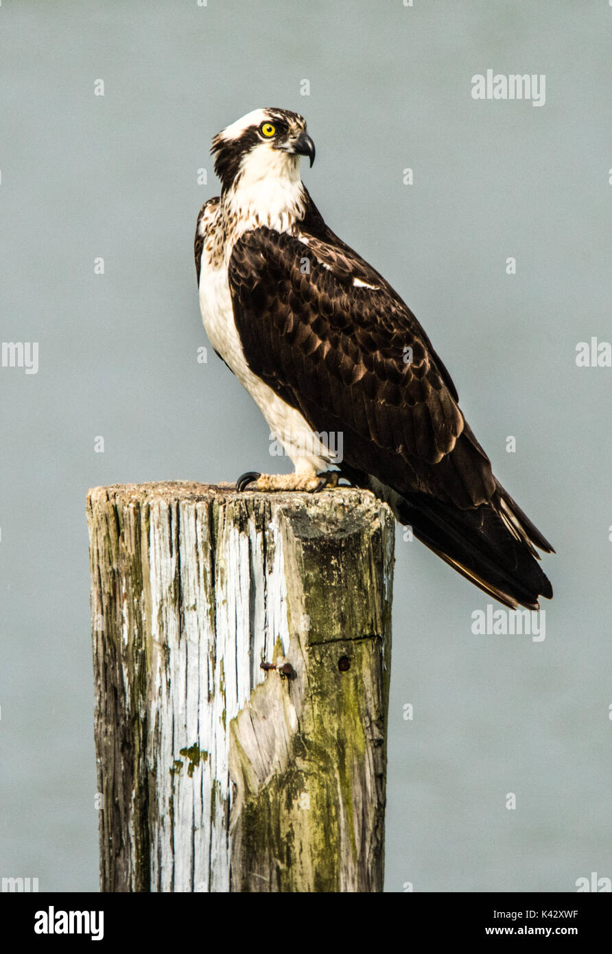 Osprey saß in einem Dock post Stockfoto