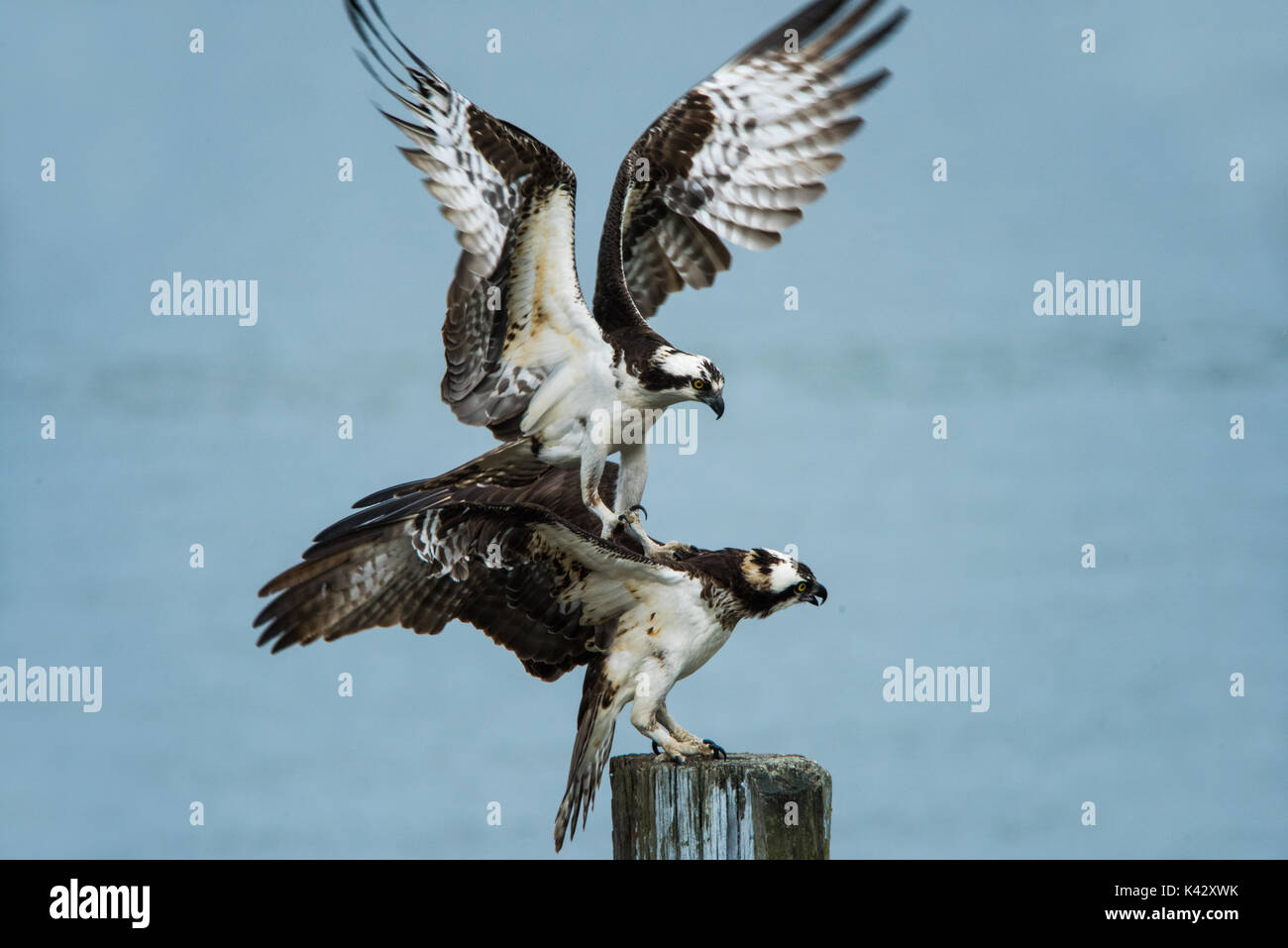 Osprey Angriff Stockfoto