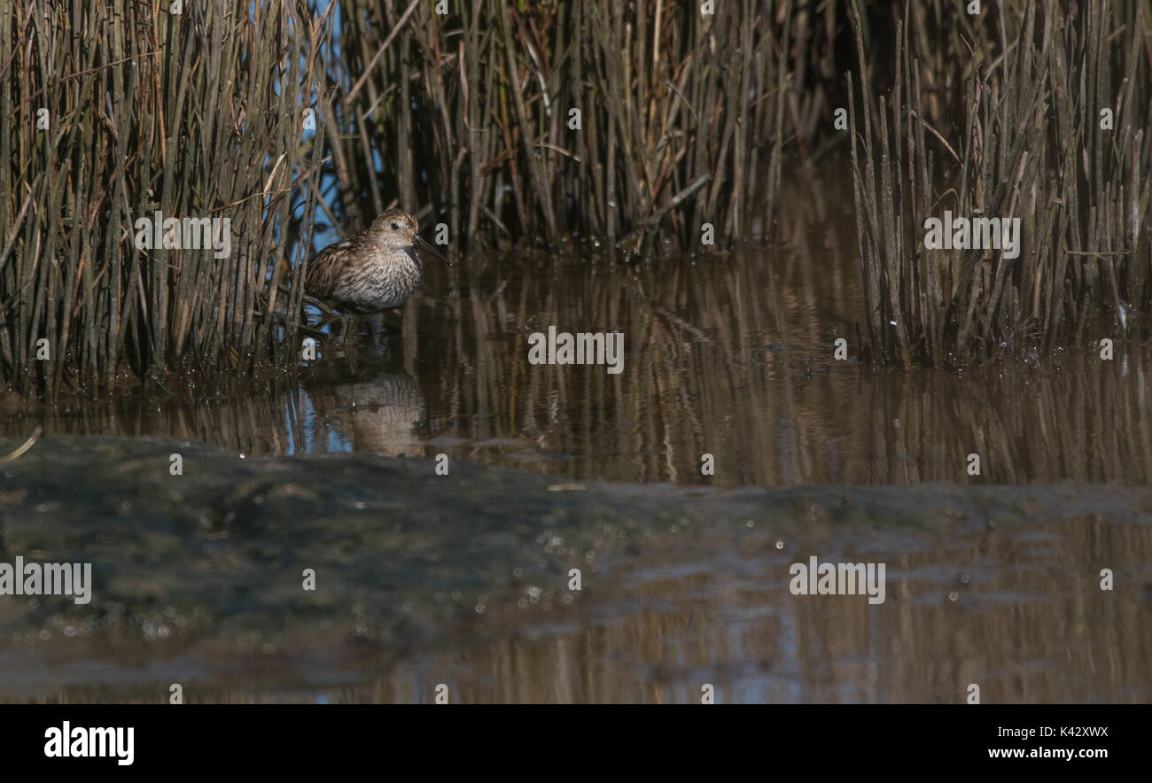 Alpenstrandläufer Fütterung Stockfoto