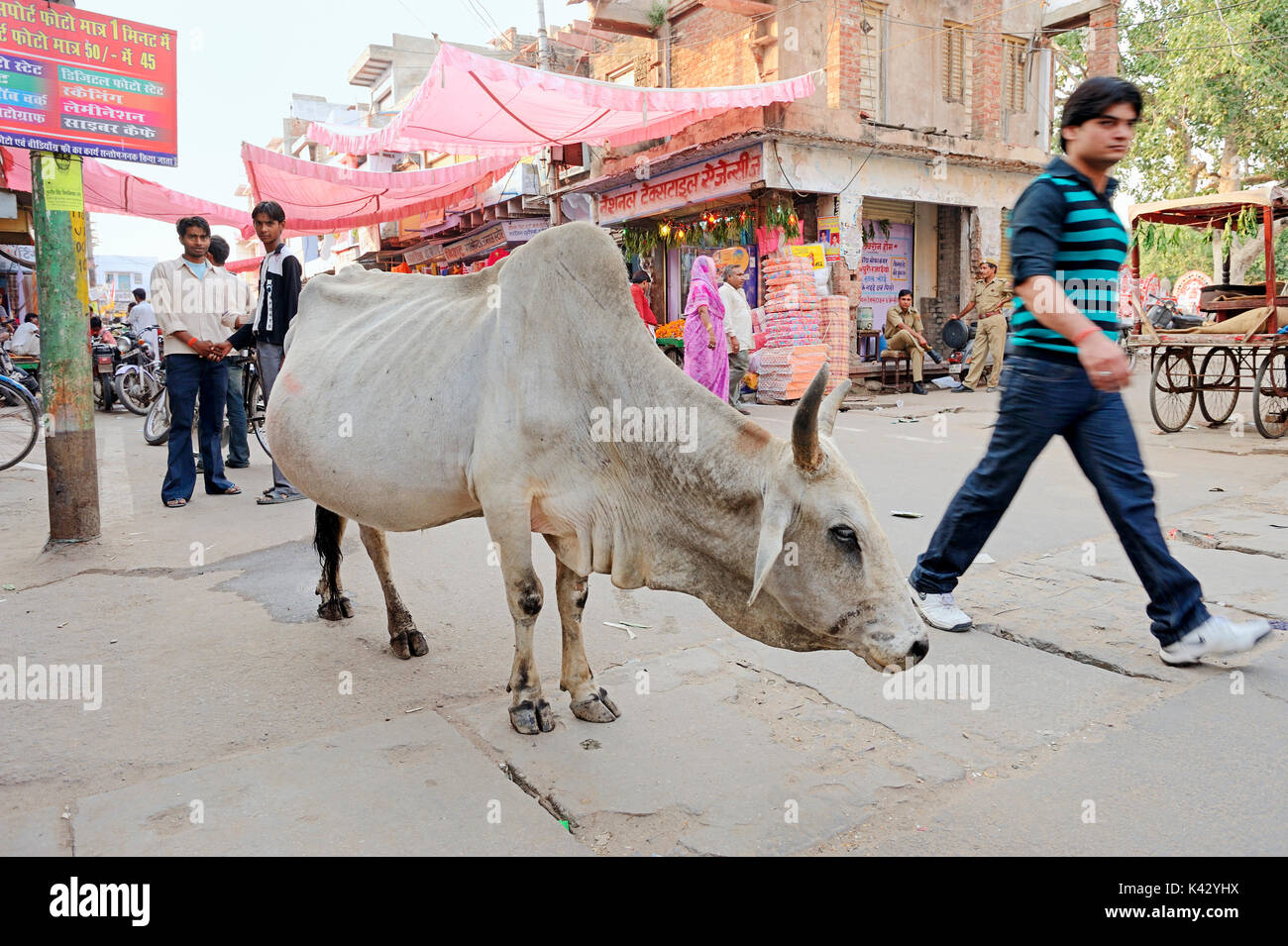Shopping Straße und Vieh, Bharatpur, Rajasthan, Indien | Einkaufsstrasse und Hausrind, Bharatpur, Rajasthan, Indien Stockfoto
