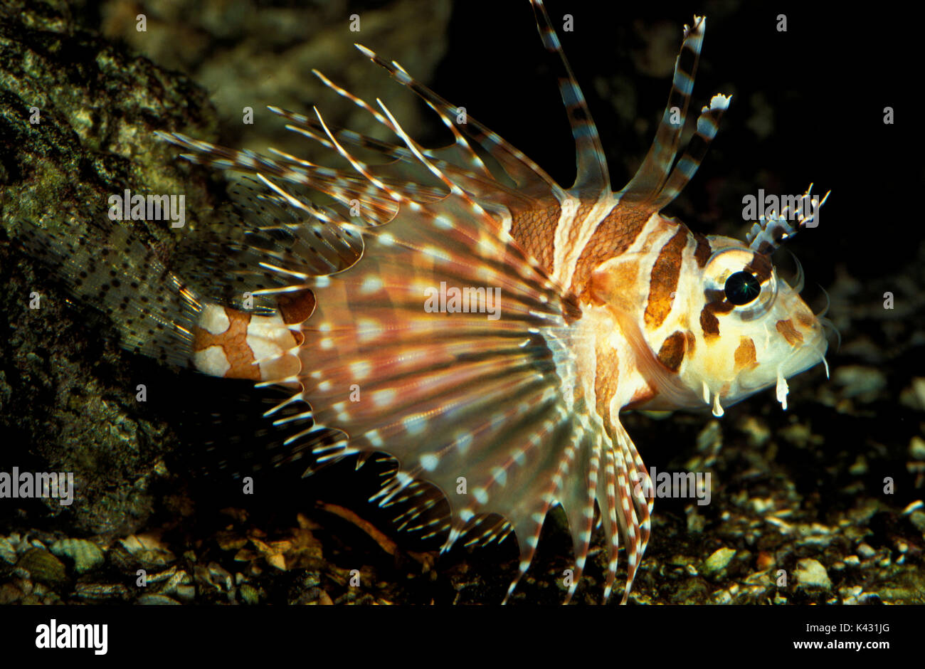 Dendrochirus zebra Lionfish, Zebra, fleischfressende ray-finned Fish mit giftigen Stacheln, die in der indischen und westlichen Pazifik lebt, giftig Stockfoto
