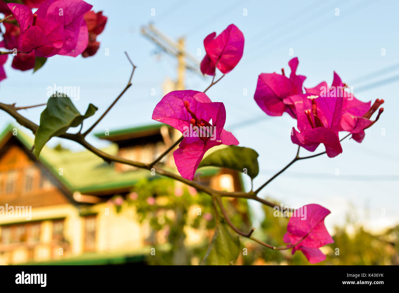 Blume-Fotografie Stockfoto