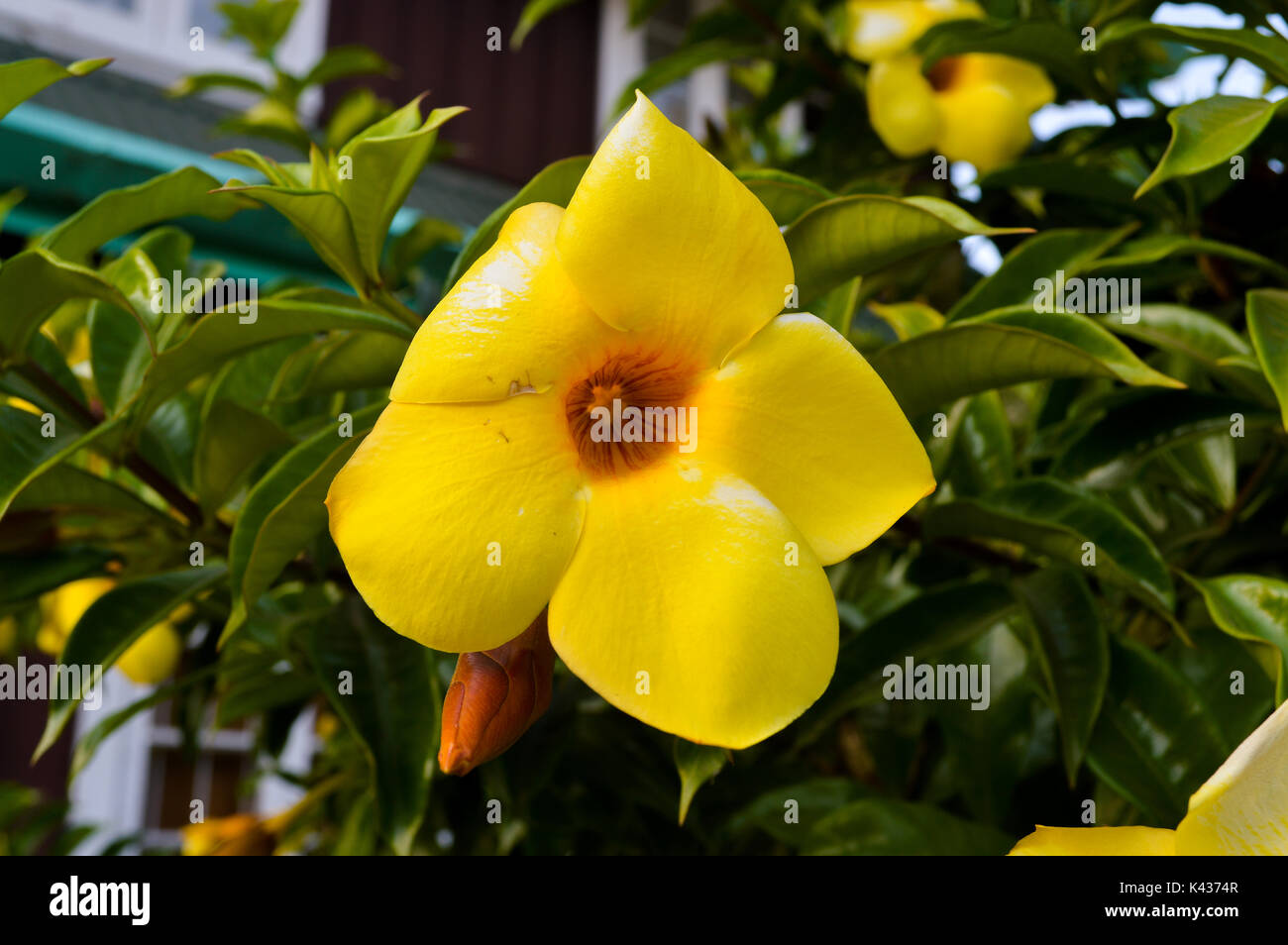 Blume-Fotografie Stockfoto