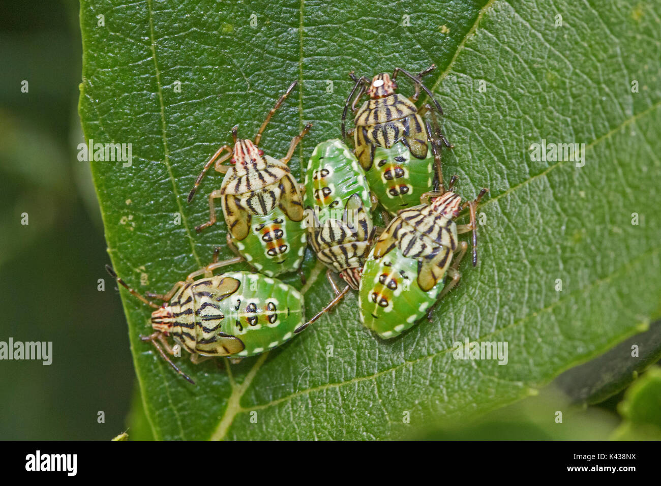 Übergeordnete Shieldbug Nymphen Stockfoto