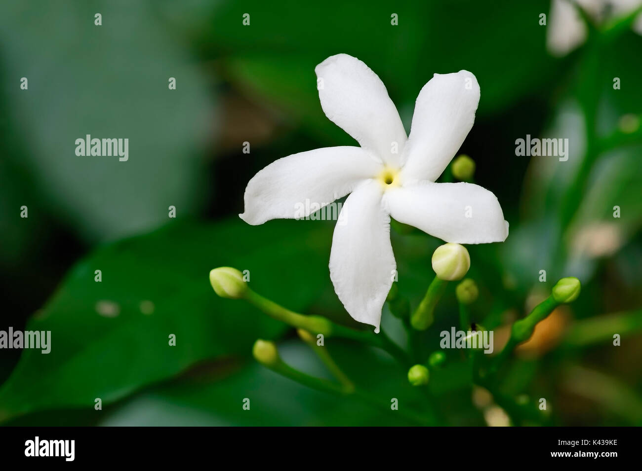 Crape Jasmin, Rajasthan, Indien/(Tabernaemontana maculata) | Schmetterlingsgardenie, Rajasthan, Indien Stockfoto