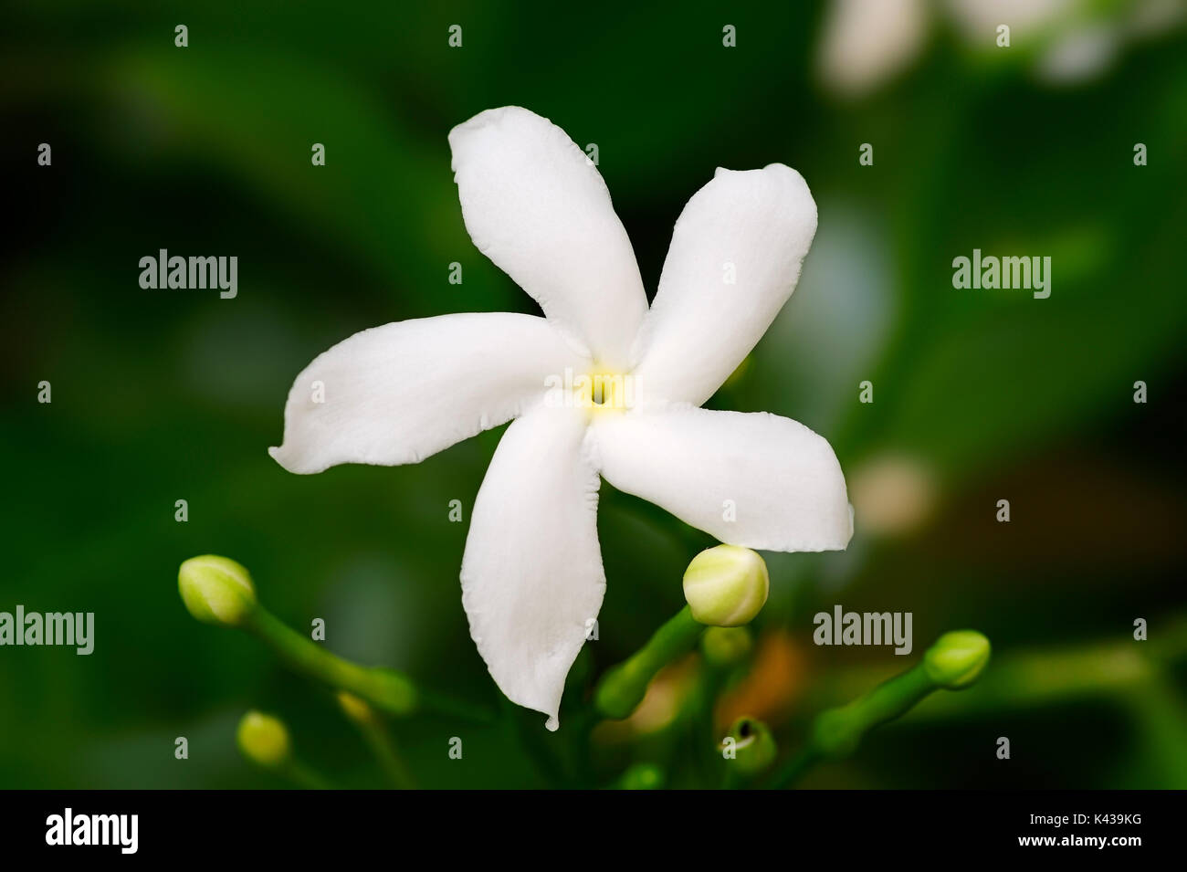 Crape Jasmin, Rajasthan, Indien/(Tabernaemontana maculata) | Schmetterlingsgardenie, Rajasthan, Indien Stockfoto