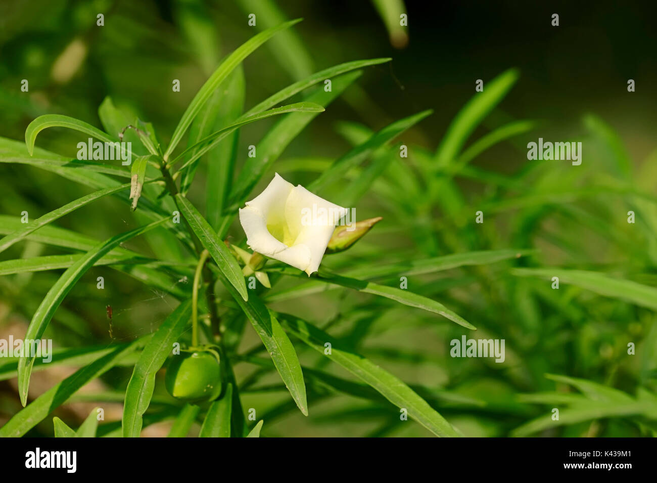 Gelbe Oleander/(thevetia Rubro, Thevetia neriifolia, Cascabela thevetia, Cerbera rubro, Cascabela neriifolia) | Schellenbaum Stockfoto