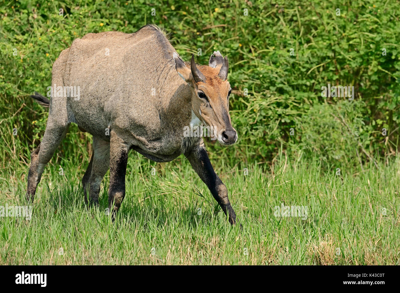 Nilgai, männlich, Keoladeo Ghana National Park, Rajasthan, Indien/(Boselaphus tragocamelus) | Nilgauantilope, Maennlich, Keoladeo Ghana Nationalpark Stockfoto