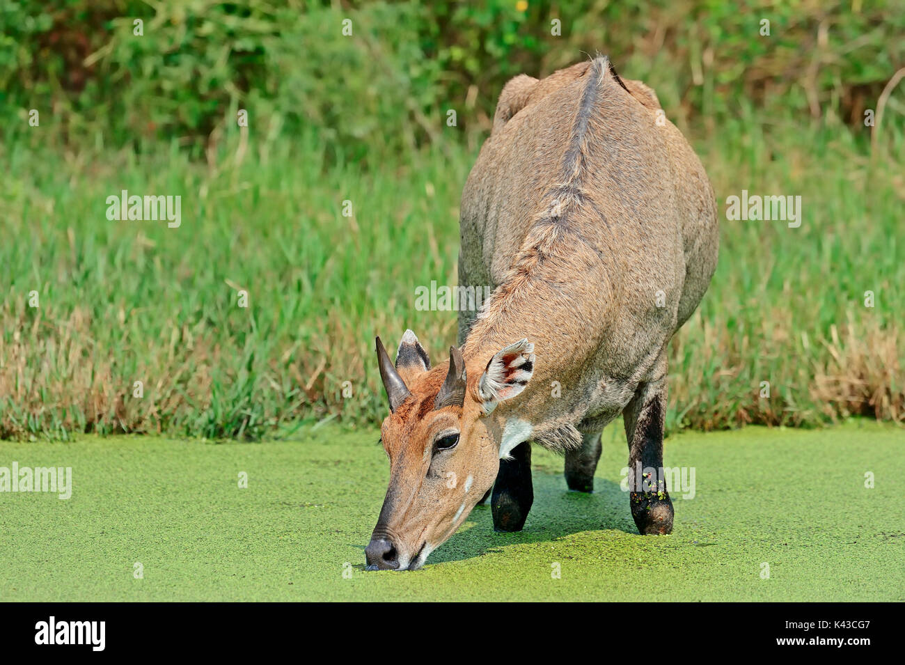 Nilgai, männliche trinken, Keoladeo Ghana National Park, Rajasthan, Indien/(Boselaphus tragocamelus) | Nilgauantilope, Maennlich Stockfoto