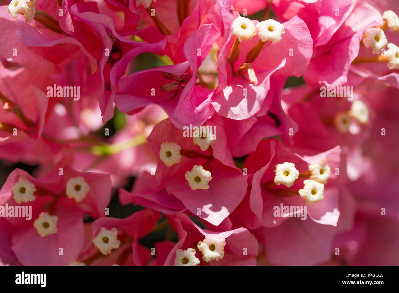 Bougainvillea Stockfoto