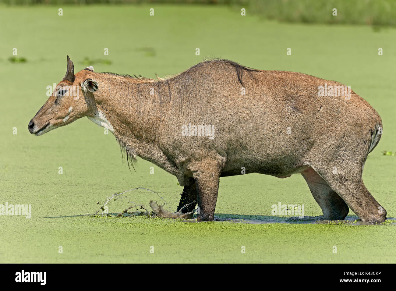 Nilgai, männliche in Wasser, Keoladeo Ghana National Park, Rajasthan, Indien/(Boselaphus tragocamelus) | Nilgauantilope, Maennlich Stockfoto