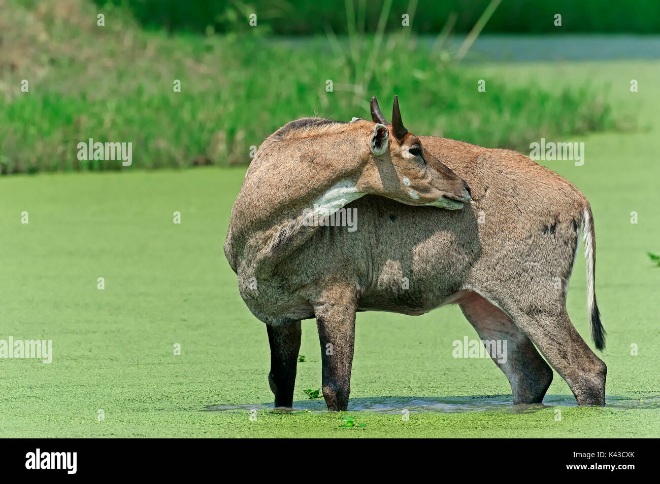 Nilgai, männlich, Keoladeo Ghana National Park, Rajasthan, Indien/(Boselaphus tragocamelus) | Nilgauantilope, Maennlich, Keoladeo Ghana Nationalpark Stockfoto