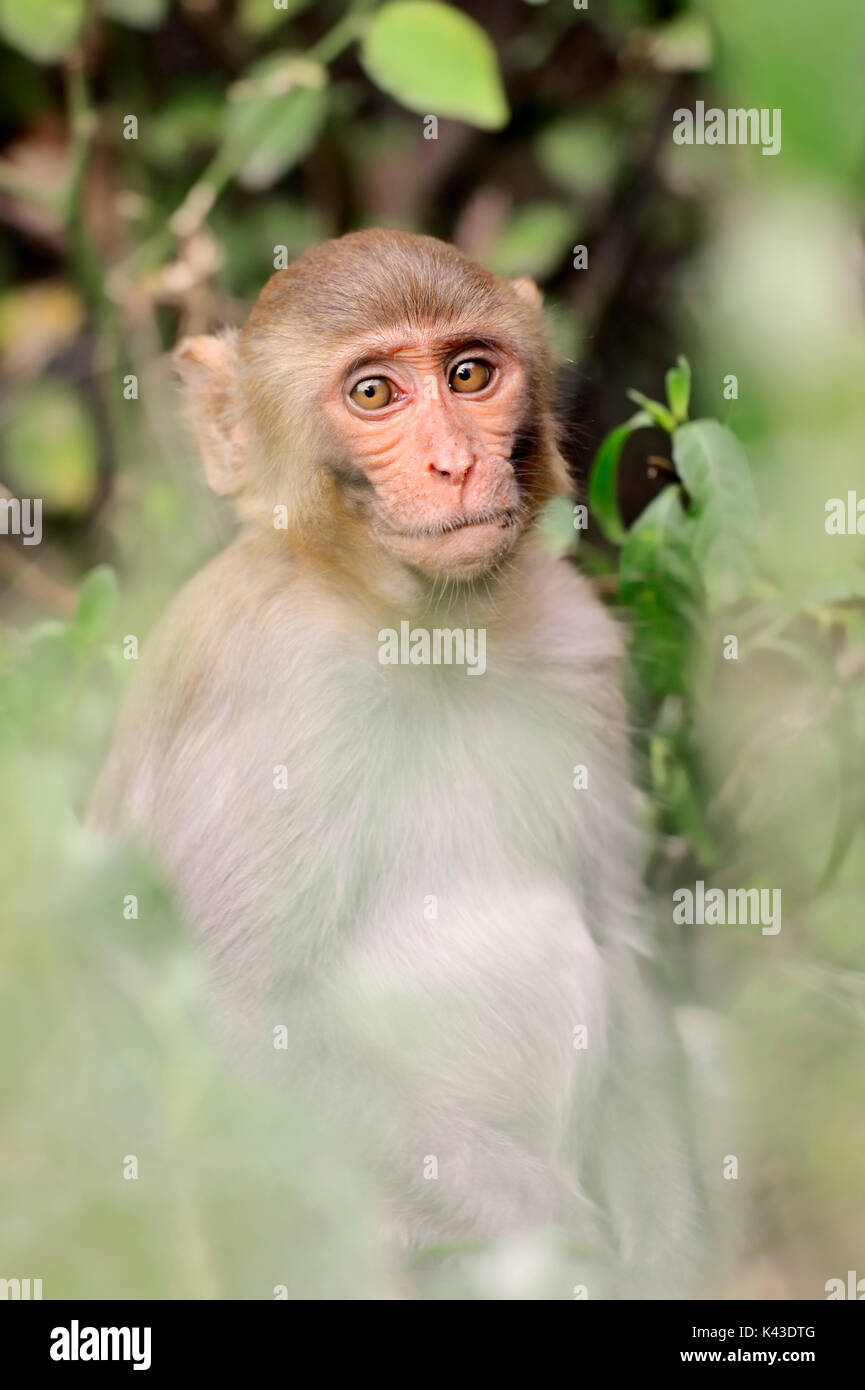 Rhesusaffe macaca mulatta -Fotos und -Bildmaterial in hoher Auflösung ...
