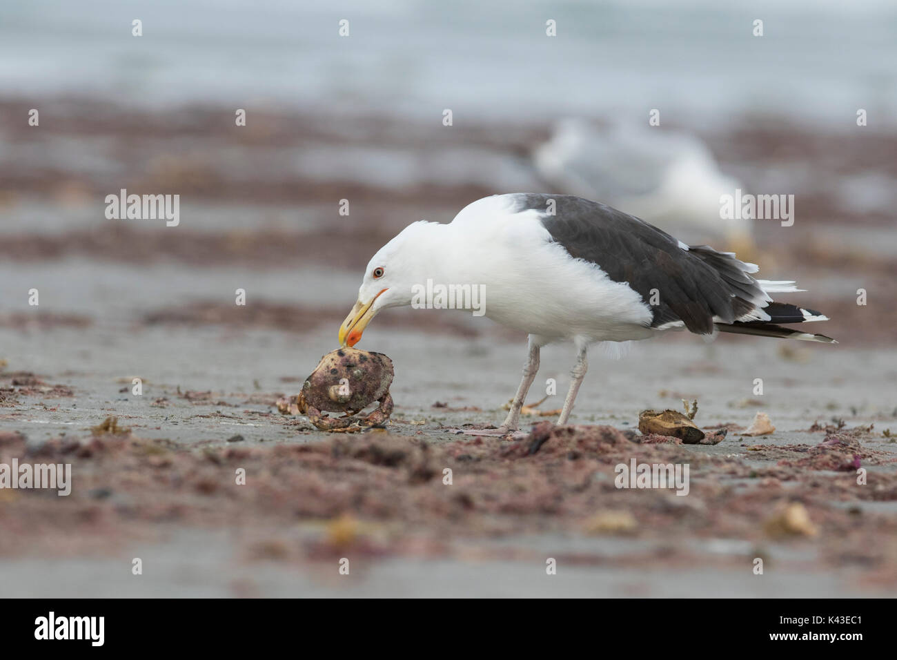 Gull-mantelmöwe (Larus marinus), auch als das grössere black-backed gull Fütterung mit Krabben bekannt Stockfoto