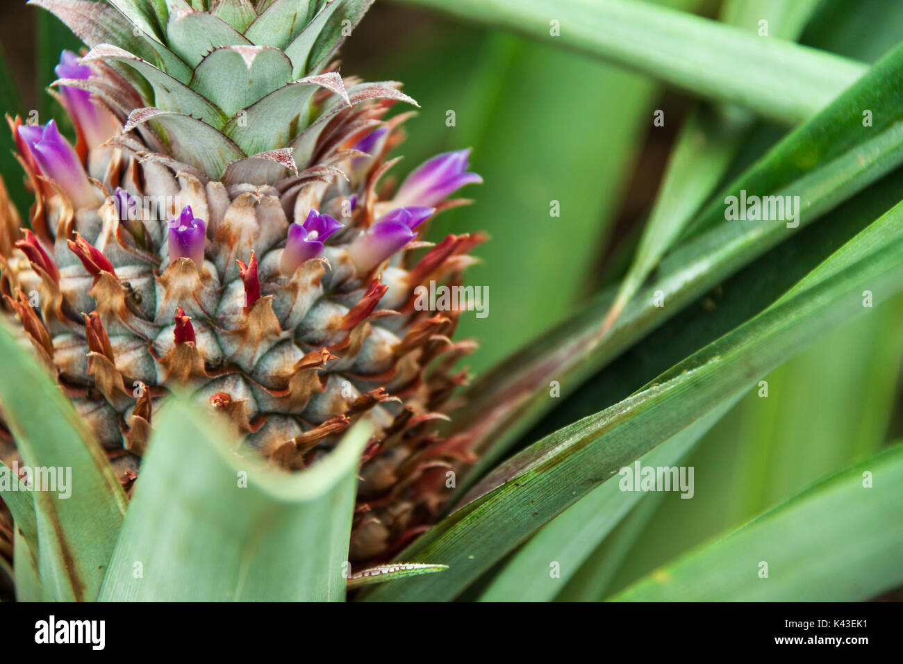 Nahaufnahme von Ananas Pflanze, Azoren, Portugal, Europa Stockfotografie -  Alamy