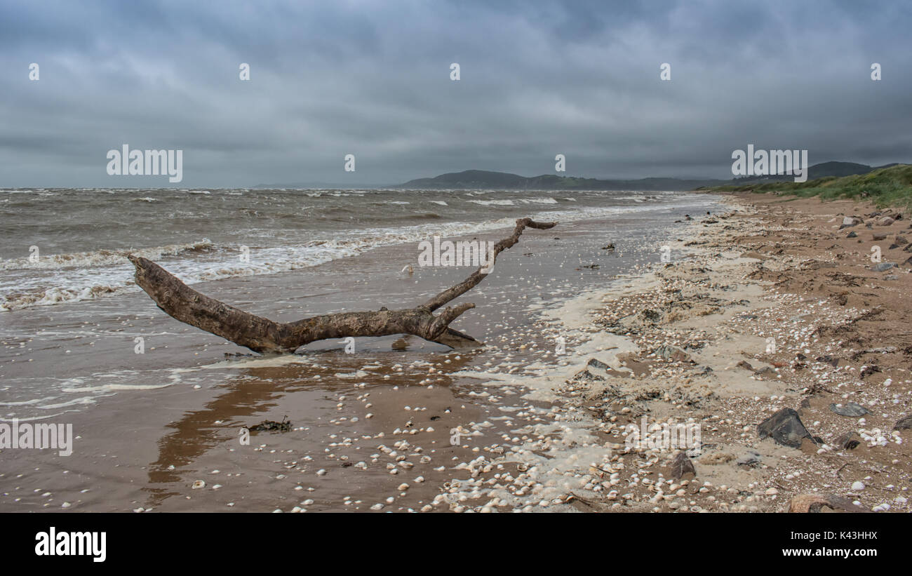 Marine von einem Stück Treibholz an einem einsamen Strand mit einem stürmischen Himmel an der Westküste von Schottland Stockfoto