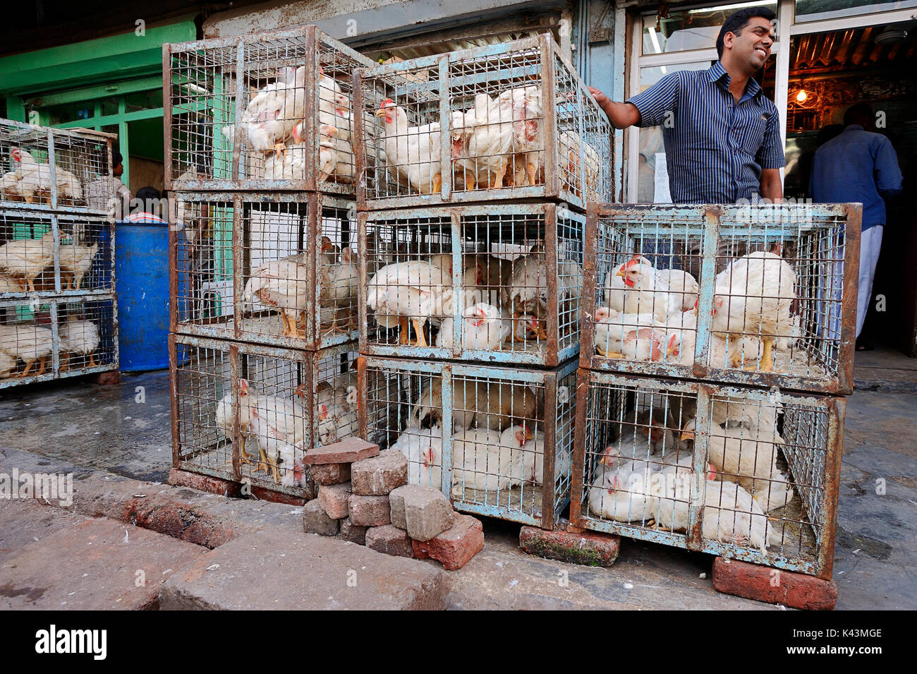 Anbieter und heimische Vögel im Käfig bei Shop, New Delhi, Indien | Haushuehner im Kaefig im Geschaeft, Neu-Delhi, Indien Stockfoto