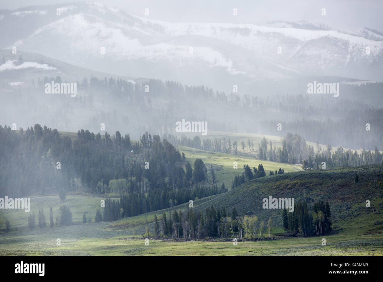 Eine Feder regen Sturm deckt die üppigen Lamar Valley in einem feinen Nebel an der Yellowstone National Park 22. Mai 2016 in der Nähe von fossilen Wald, Wyoming. (Foto von Neal Herbert über Planetpix) Stockfoto