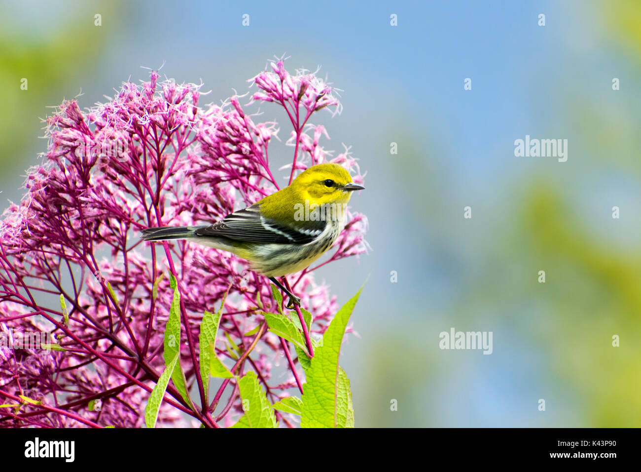 Black throated Green warbler Vogel auf rosa Blumen thront. Stockfoto