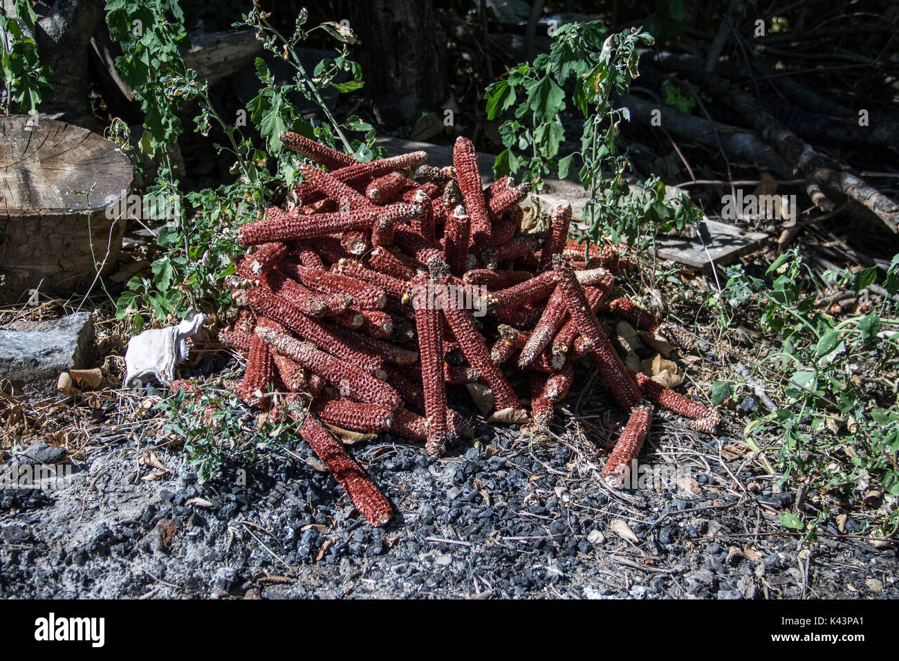 Abfälle Maiskolben links für das Anzünden Stockfoto