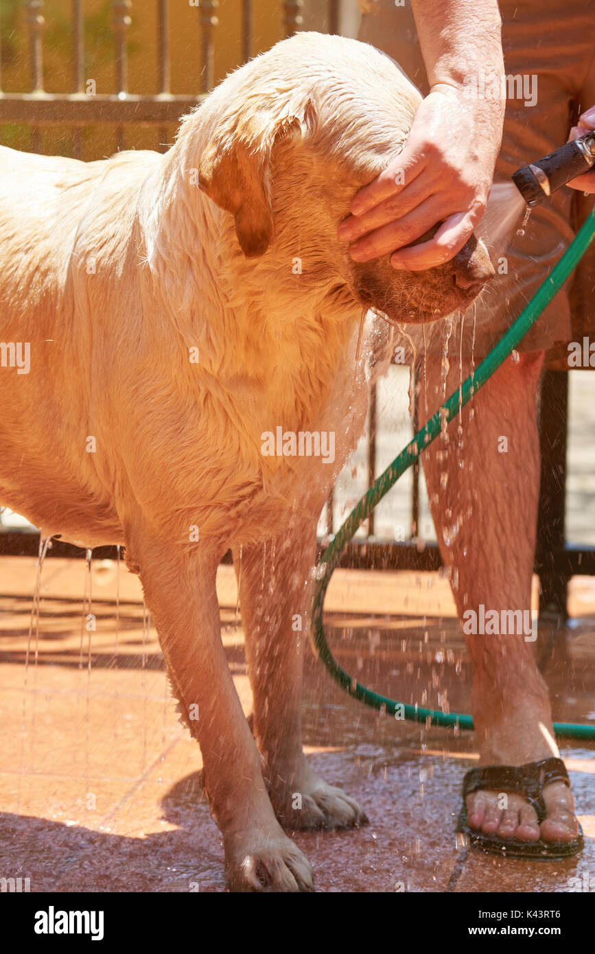 Reinigung braunen Labrador. Dog Service Waschen mit Wasser Stockfoto