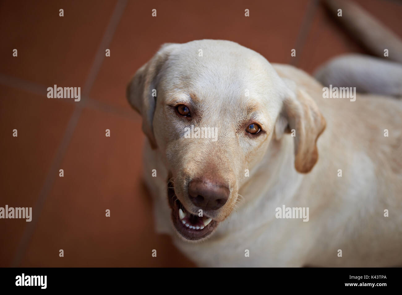 Cute Portrait von Labrador Hund Blick von oben. Über portrait Retriever Hund Stockfoto