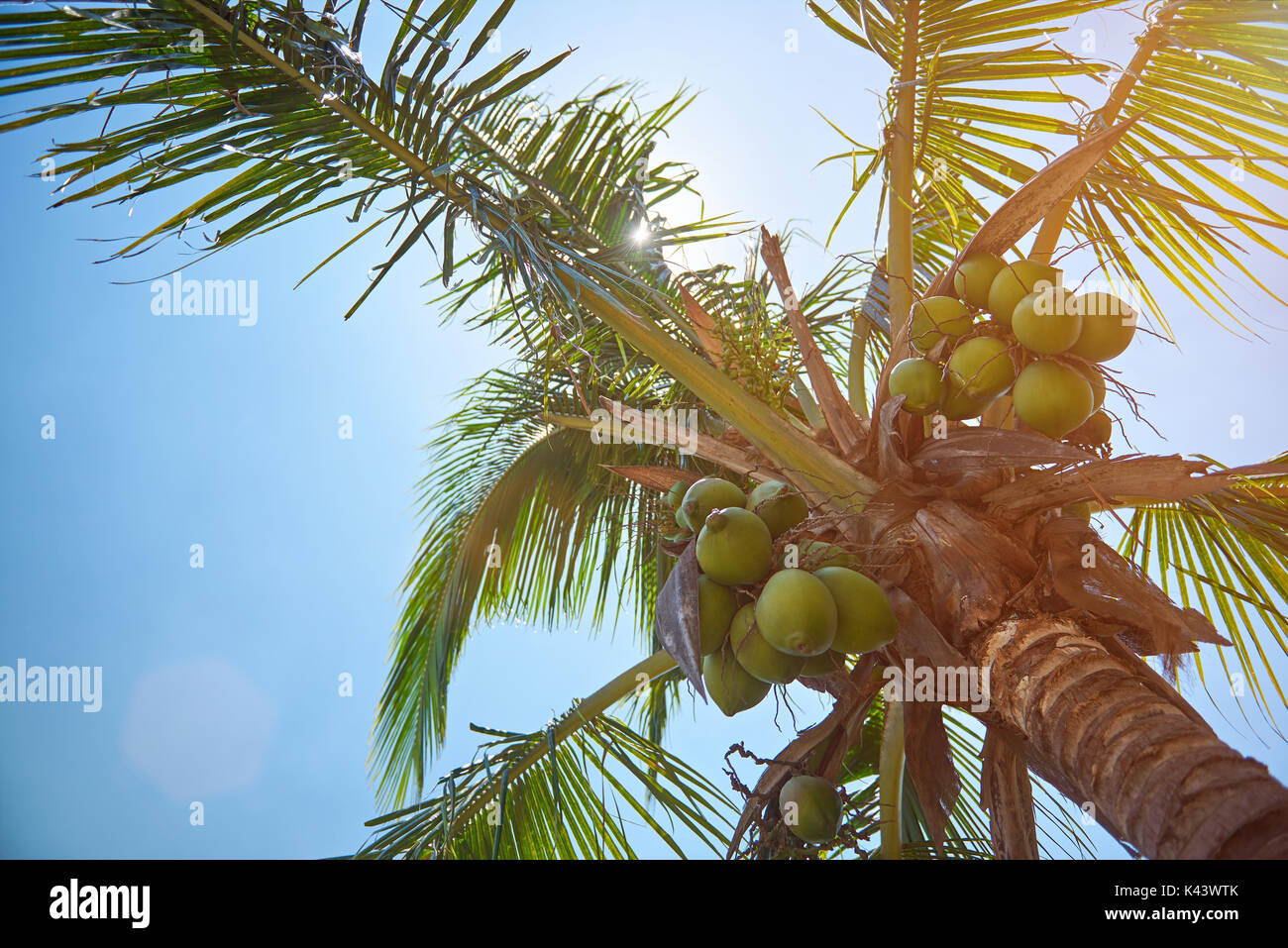 Natürliche Palm Tree Branch an sonnigen Himmel Hintergrund Stockfoto