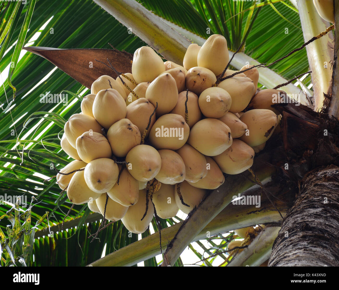 Gelbe Kokosnuss Früchte am Baum am sonnigen Tag in Bali, Indonesien