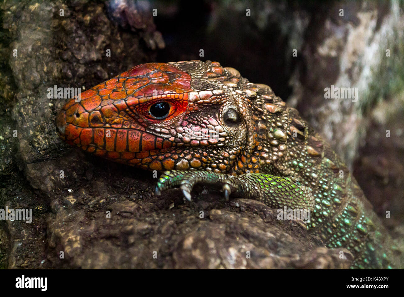 In der Nähe der Nördlichen Kaiman Eidechse - Guyana Krokodilteju-Dracaena Guianensis Stockfoto