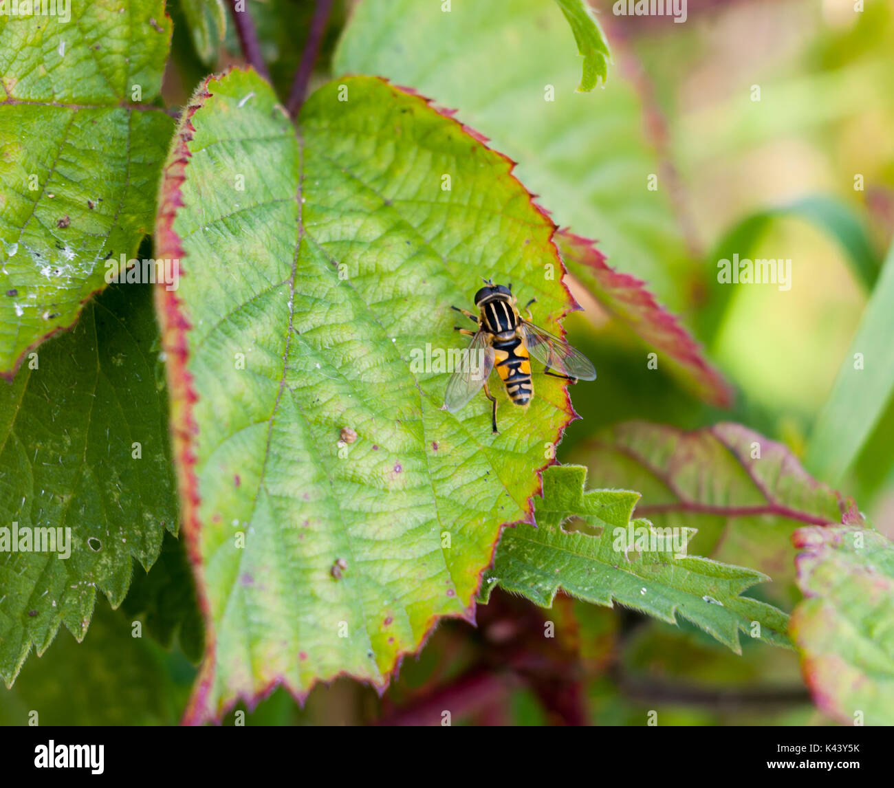 Schönen toten Kopf schweben Fliegen Myathropa florea, Essex, England, Großbritannien Stockfoto