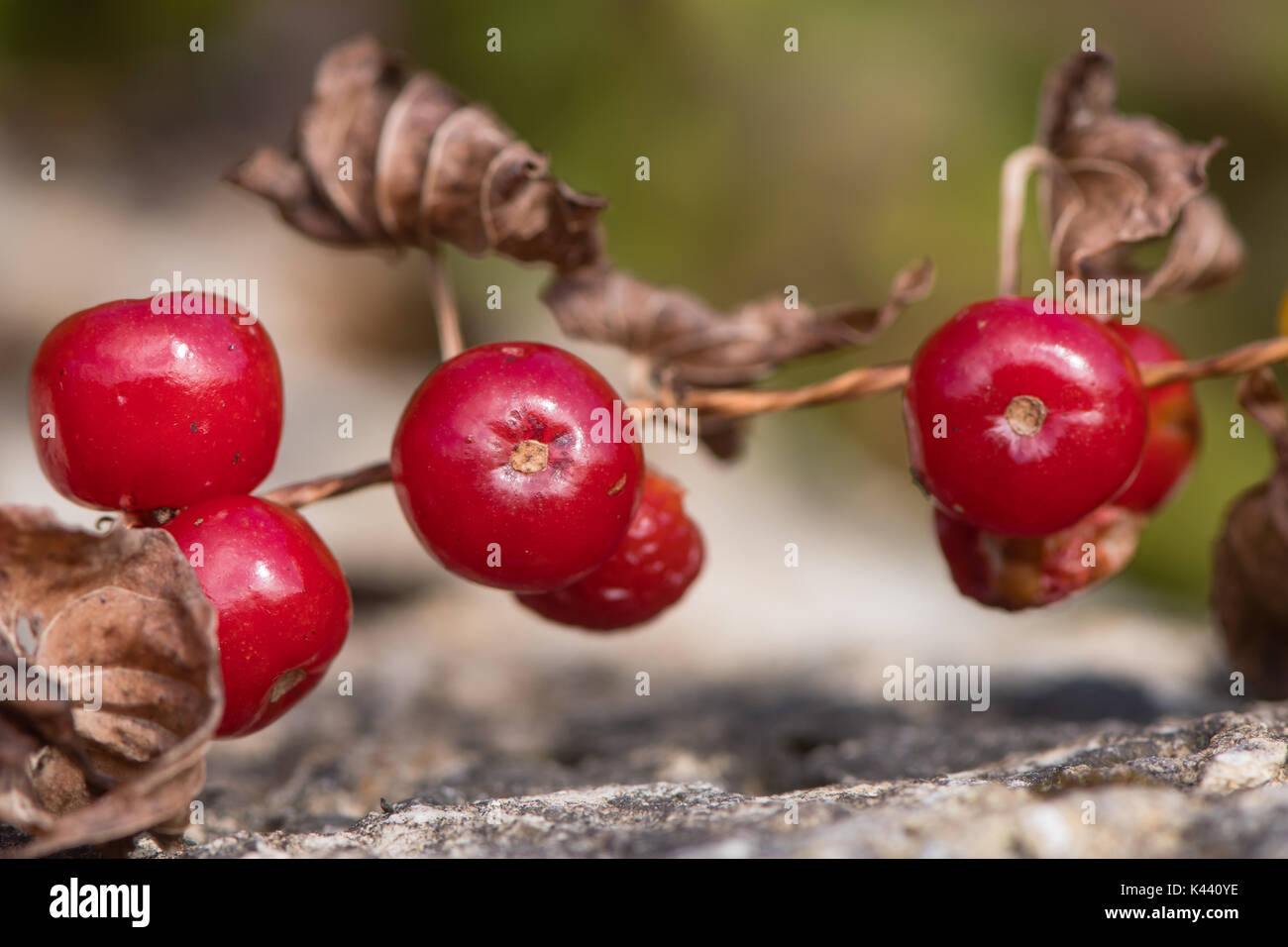 Black bryony (Tamus communis) Beeren am Weinstock. Leuchtend rote giftigen Früchte von rund 1 cm Durchmesser am Ende des Sommers Stockfoto