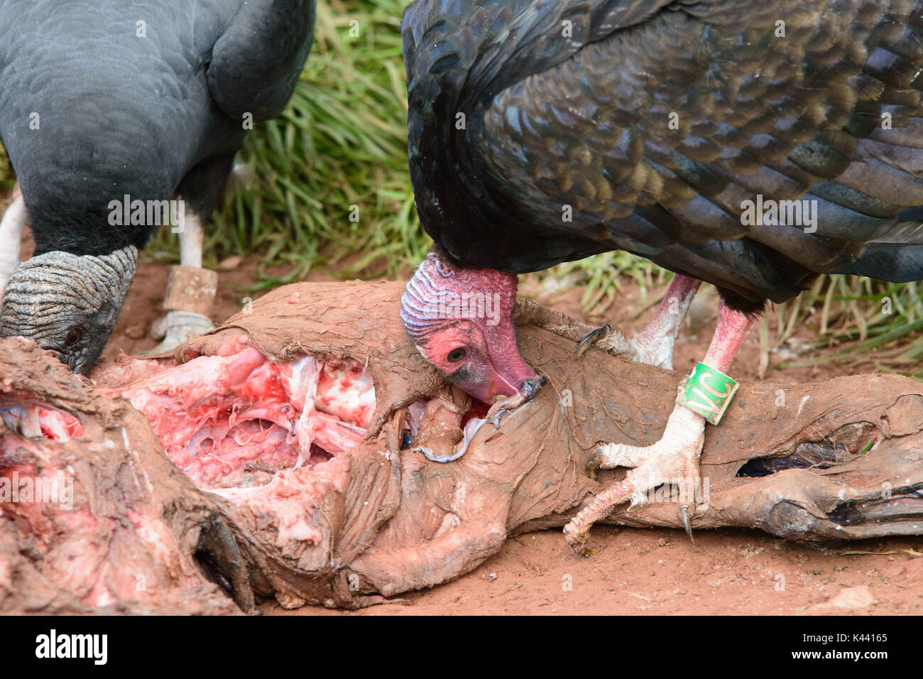 Zoo-Tiere Stockfoto