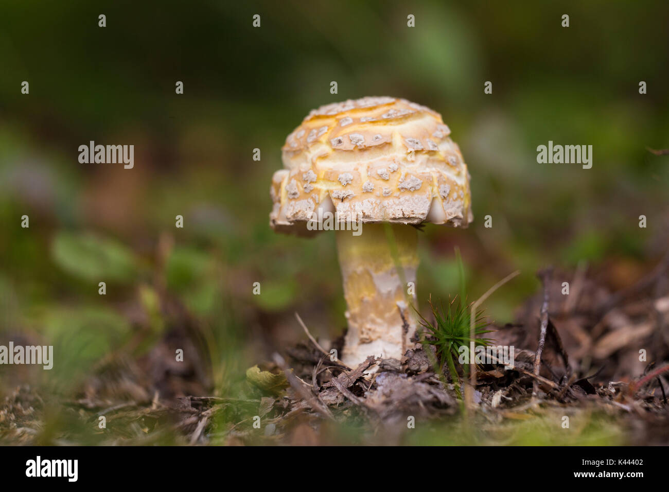 Gelbe amanita Stockfoto