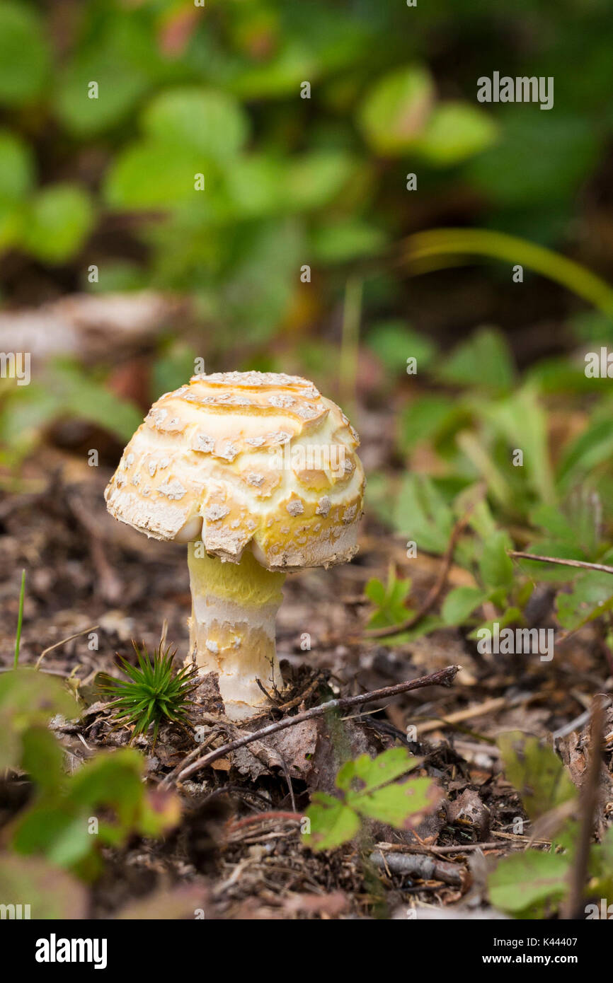 Gelbe amanita Stockfoto