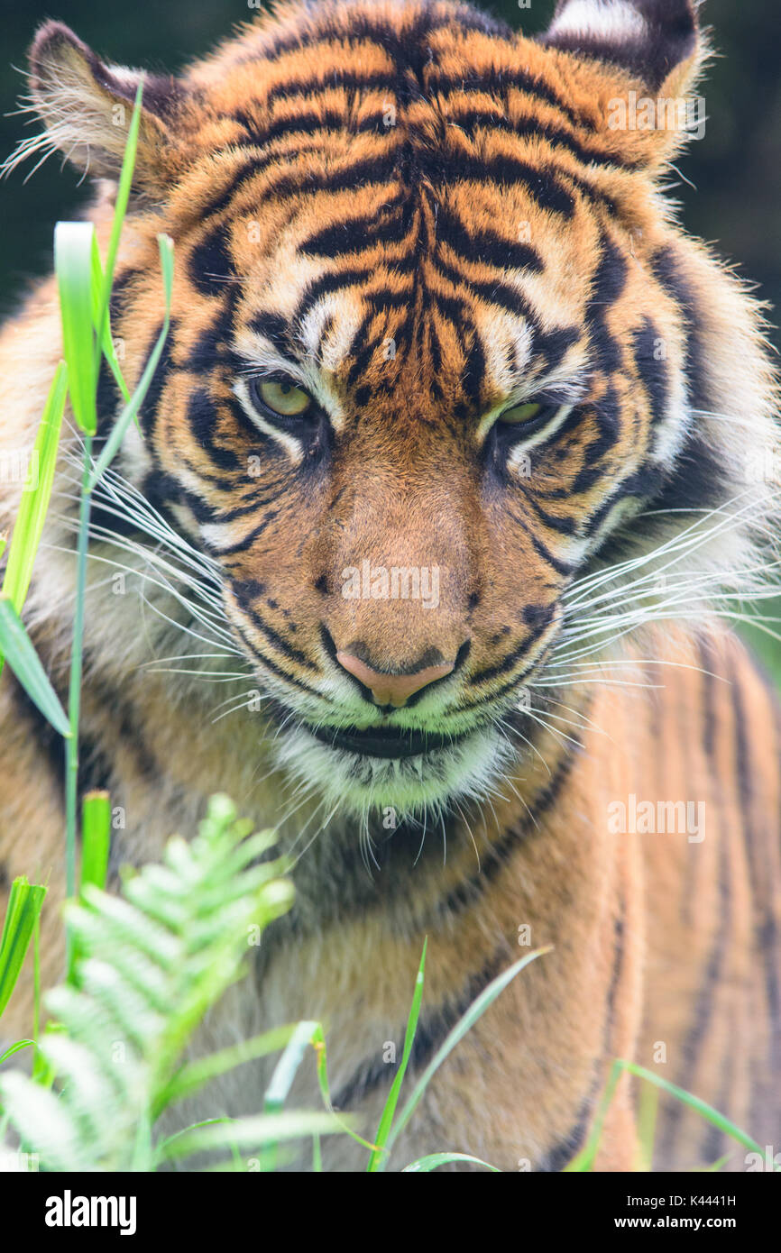 Zoo-Tiere Stockfoto