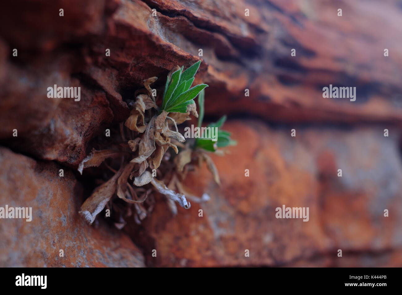 Eine alte Kraut ähnlich wie Marihuana, die von Aborigines verwendet wurde. Stockfoto