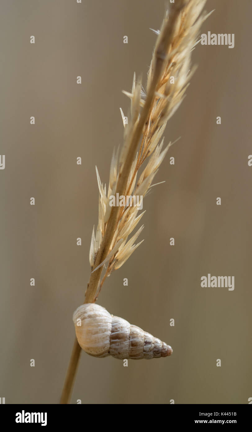 Eine Nahaufnahme Makro Detail eines Cochlicella acuta land Schnecke zu Gras pflanze Stängel Stengel festhalten, Teil der Cochicellidae Familie Stockfoto