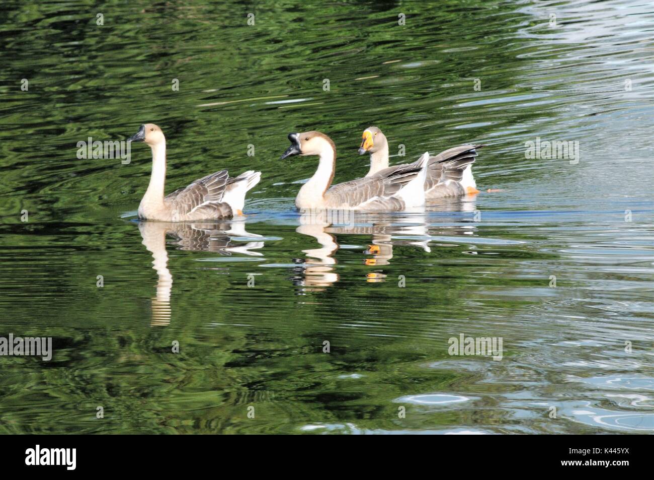 Chinesische Gänse heraus für einen frühen Morgen schwimmen Stockfoto