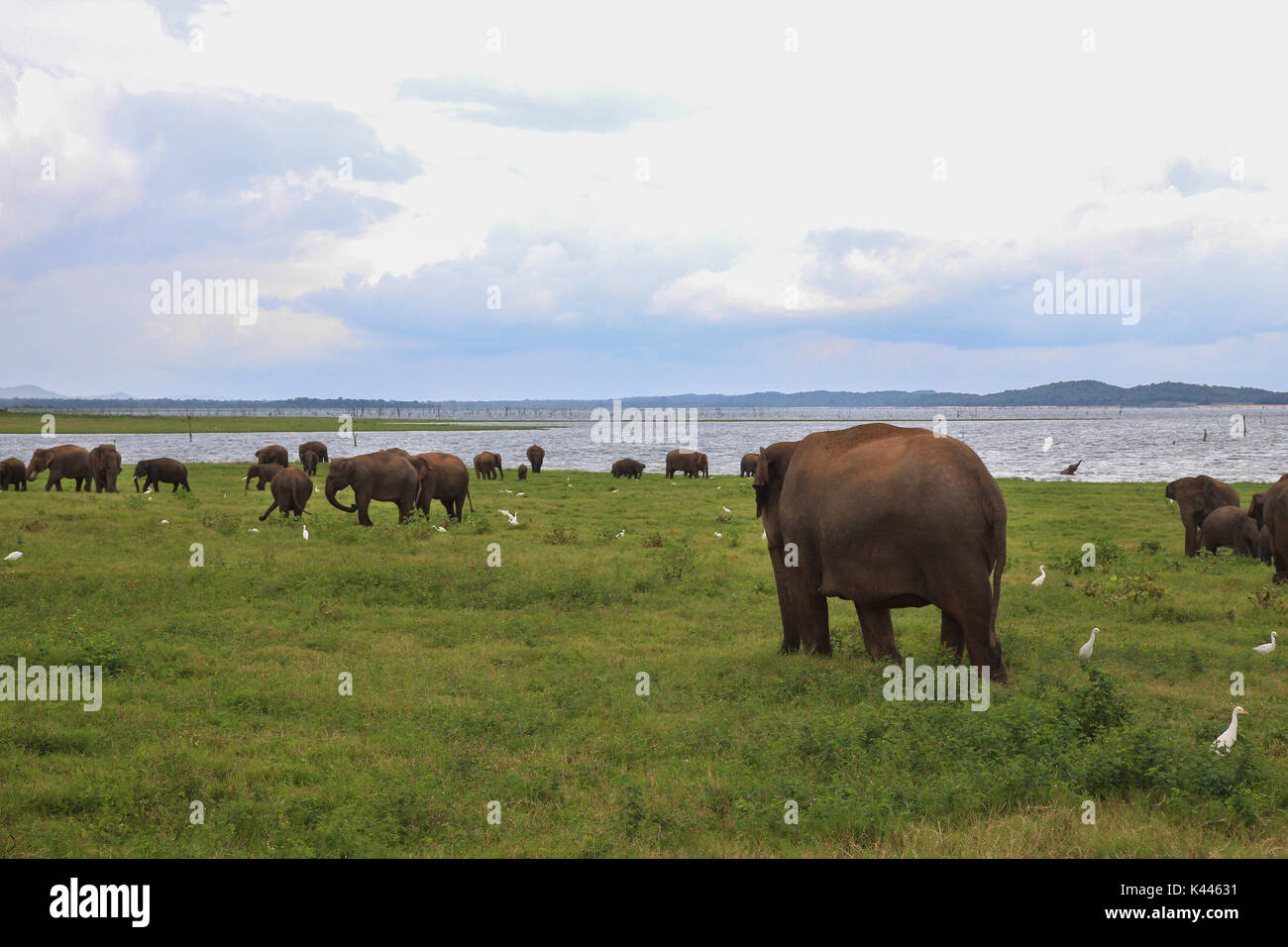 Eine Gruppe von Elefanten und Vögel am See, während einer Safari in Sri Lanka Stockfoto