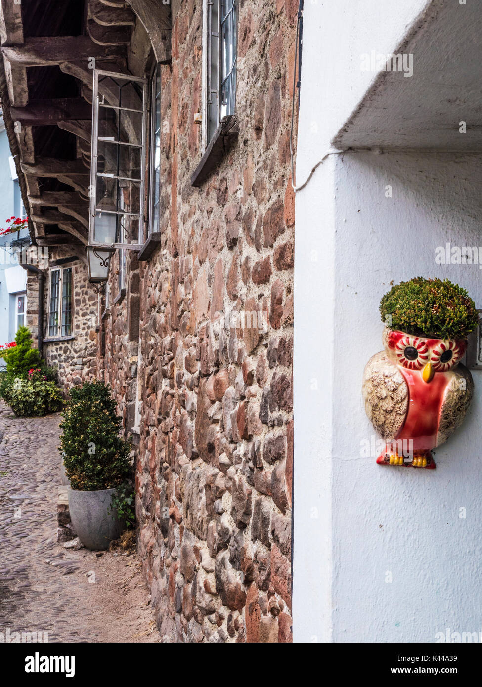 Skurrile pflanze Halter an einer Hauswand in Casole d'Elsa in der Nähe von Minehead, Somerset. Stockfoto