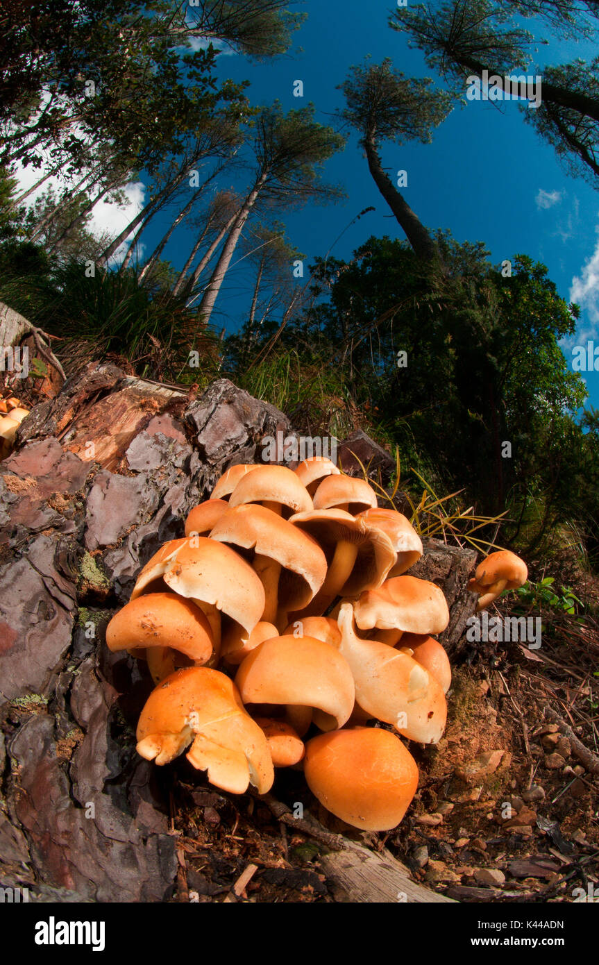Pilz in einer Gruppe in einem Waldgebiet. Portofino, Genua, Italien, Europa Stockfoto