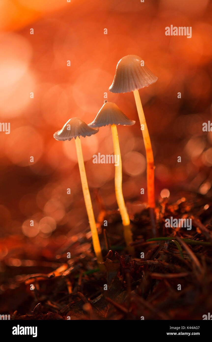 Pilz in einem Waldgebiet in der Gruppe. Aveto Tal, Genua, Italien, Europa Stockfoto