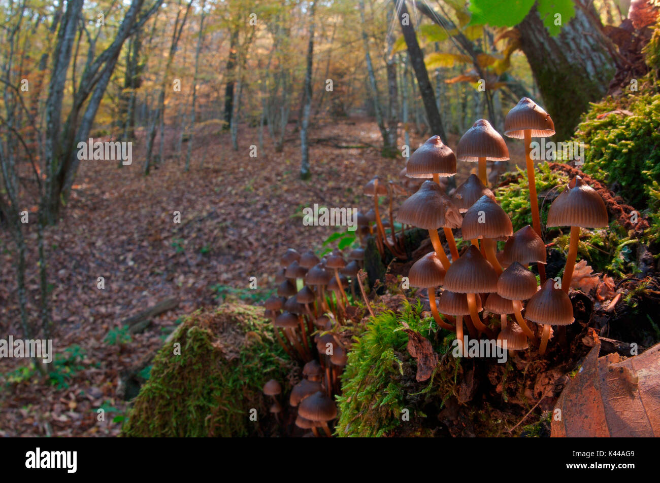Pilz in einem Waldgebiet in der Gruppe fallen. Aveto Tal, Genua, Italien, Europa Stockfoto