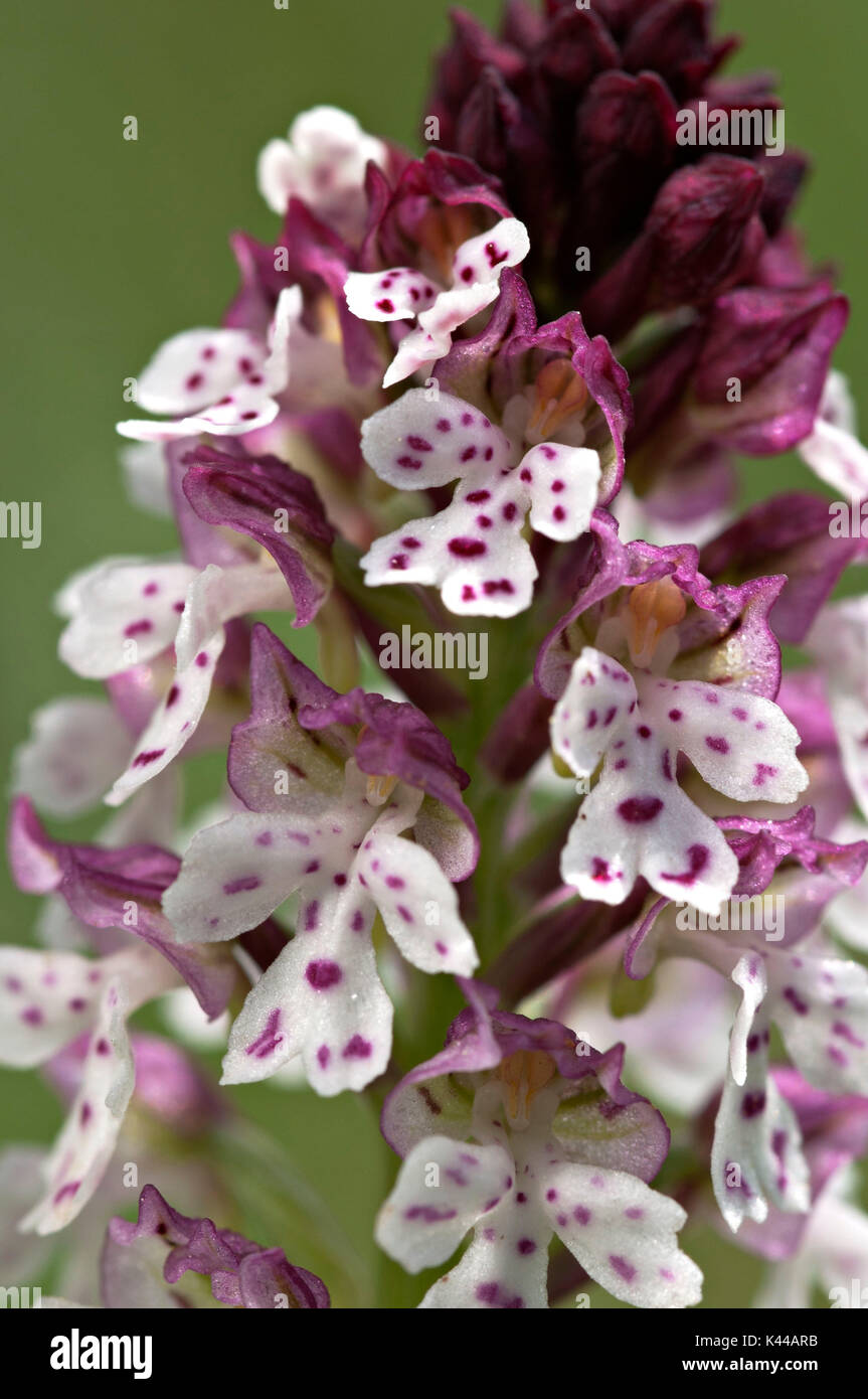 Wild Orchid, Neotinea ustulata Stockfoto