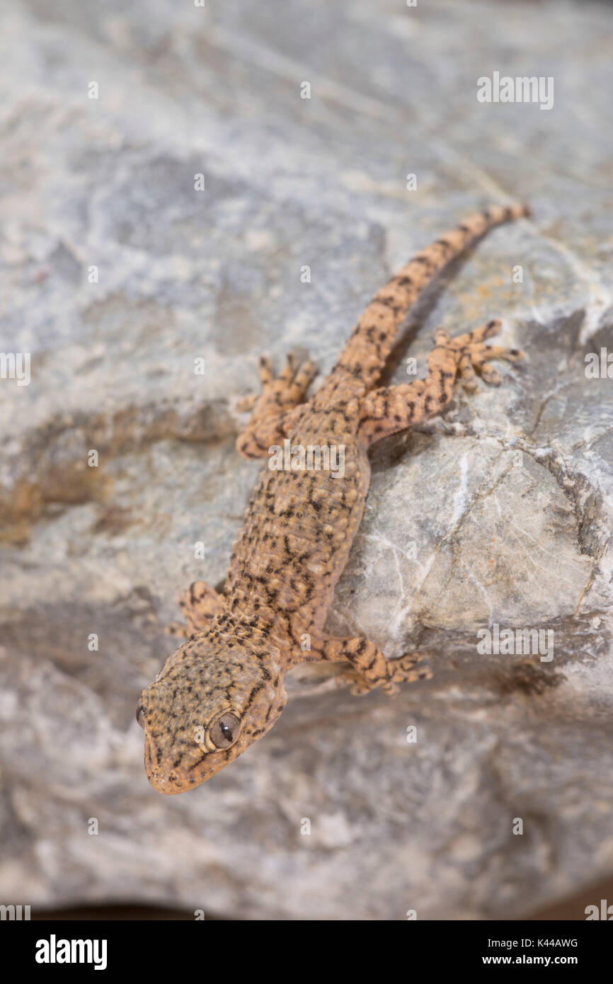 Das Muster des Gemeinsamen gecko Zugehörigkeit zur Gattung Tarentula mauritanica auf dem Felsen in die täglichen Stunden, vertikale Ansicht Stockfoto