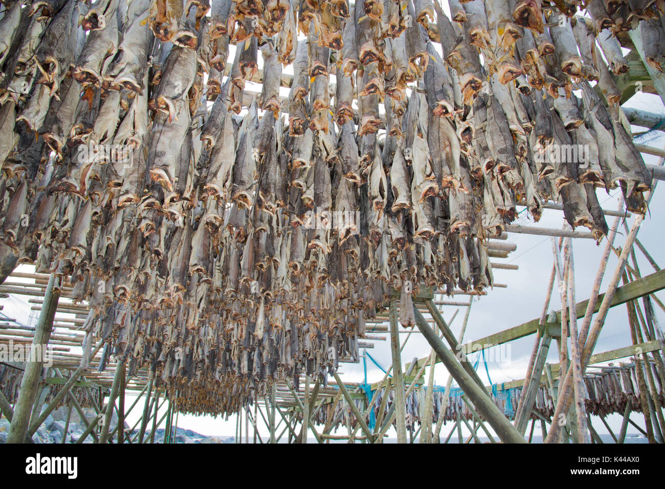 Tausende von Stockfisch, auch Kabeljau, auf der traditionellen norwegischen Gerüst, Norwegen, Lofoten. Stockfoto