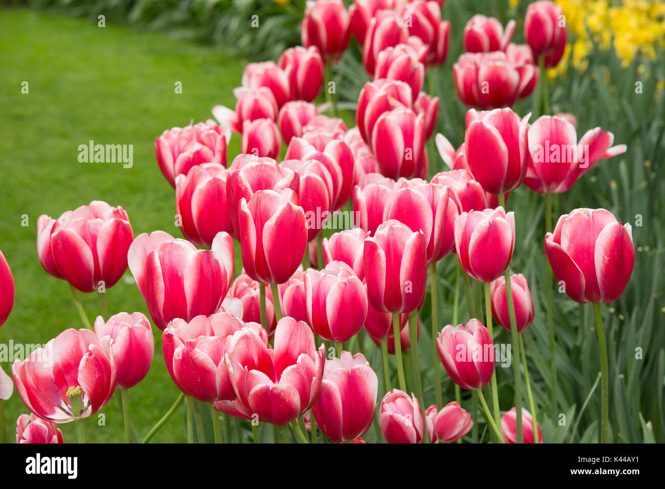 Blüten von Blumen im Keukenhof Park in den Niederlanden. Dieser Park ist der größte Glühbirne Flower Park der Welt. Stockfoto