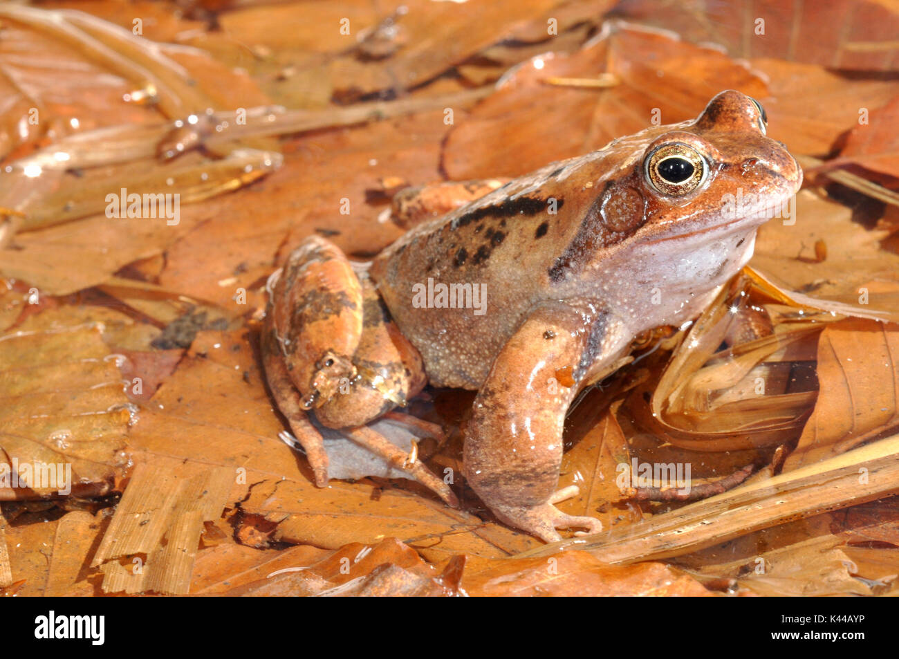 Das Muster des Gemeinsamen Frosch rief auch Alpine Frosch in seinem Lebensraum im Herbst. Stockfoto