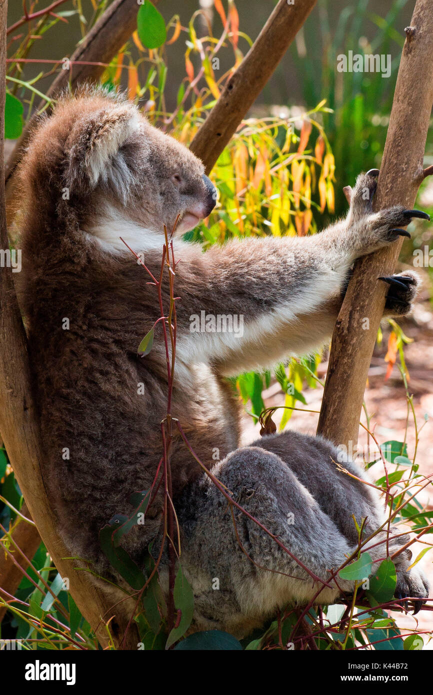 Melbourne, Australien. Koala entspannen in der Victoria Healesville Sanctuary Stockfoto